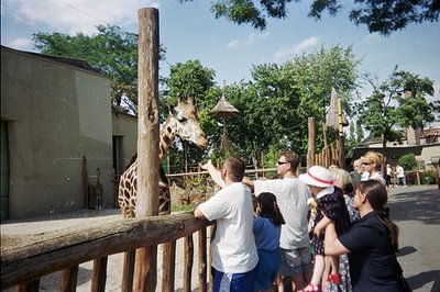 A giraffe peers over a rustic wooden fence towards a group of zoo visitors. The scene captures a family, including children i...