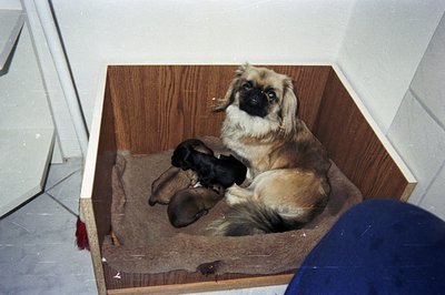 A female Pekingese rests within a custom-built wooden box, surrounded by four newborn puppies. The box appears integrated int...