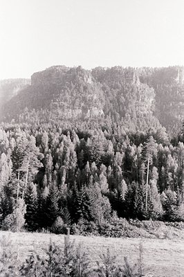 A dense evergreen forest covers the steep slope of a rocky mountain. The texture of the trees is prominent, suggesting a vint...