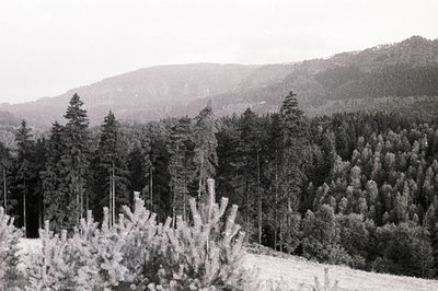 Monochrome landscape featuring a densely wooded hillside with a steep, forested slope. Evergreen trees dominate the foregroun...