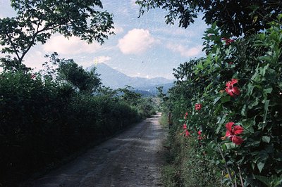 A dirt road leads towards distant, hazy mountains under a partly cloudy sky. Lush tropical foliage and vibrant hibiscus flowe...