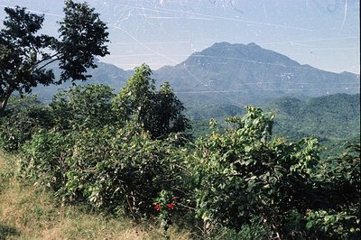 Lush, vibrant foliage dominates the foreground, framing a distant view of a forested, mountainous landscape. A road subtly wi...