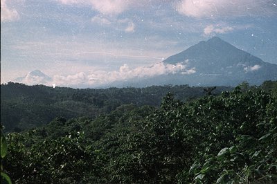 Lush, vibrant green foliage dominates the foreground, framing a panoramic view of rolling hills and distant volcanic peaks ve...