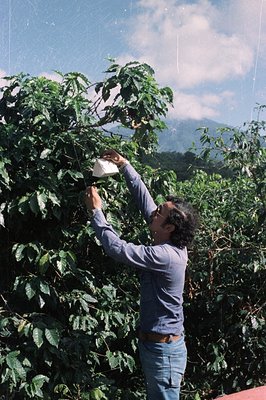Man irrigates a coffee plantation with a watering can, set against a backdrop of lush, forested hills under a bright sky. Lik...