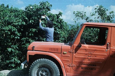 A man harvests coffee cherries from trees alongside a vibrant orange utility vehicle, marked "Programa Moscamed," possibly re...