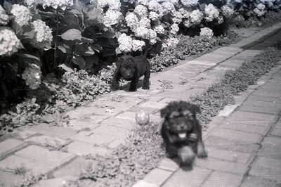 A black and white photograph captures two playful puppies bounding along a brick pathway lined with dense hydrangea bushes. T...