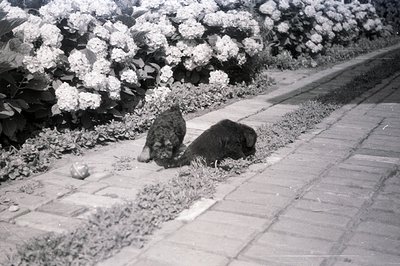 Two dogs investigate the ground on a brick-paved path, lush hydrangea bushes form a backdrop. The image's grain and tonal ran...