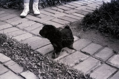A small, dark-furred dog, likely a poodle or similar breed, is captured mid-stride on a brick-paved path. Partial view of a p...
