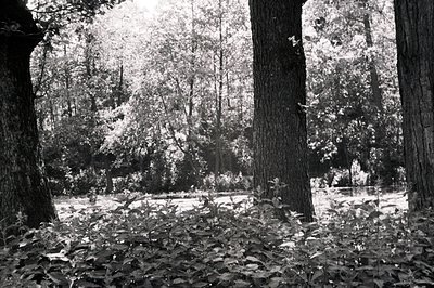 Monochrome view of a dense forest with a pond or lake visible through trees. Strong backlighting creates a hazy, ethereal atm...
