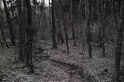 A winding path cuts through a dense, monochrome forest. Tall, bare trees frame the trail, covered in a layer of fallen leaves...