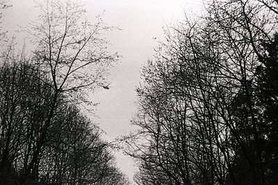 Striking monochrome view: bare tree branches reach upwards against a softly textured, overcast sky. A minimalist, graphic com...
