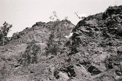 Steep, rocky hillside sparsely covered with vegetation. Two goats are visible, one ascending and one perched at the summit. T...