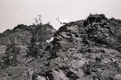 A black and white image showcases two goats navigating a rocky, steep hillside. One goat stands perched atop a rock formation...