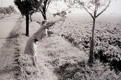 A woman in a short-sleeved dress reaches for foliage on a young tree beside a rural road. Dense greenery fills the frame, sug...