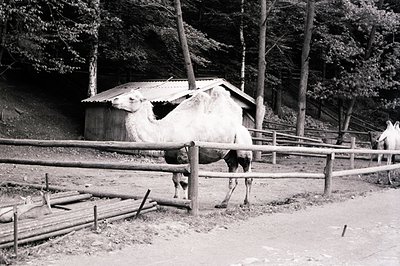 An enclosed area with a camel standing near a simple wooden shelter and fence. Logs are stacked nearby, suggesting a working ...