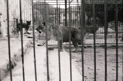 A lion strides within a concrete and metal enclosure. The black and white image suggests a mid-20th century zoo environment, ...