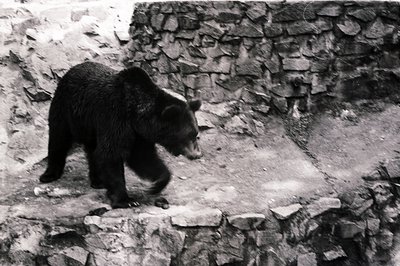 Black bear walks across a stone ledge in a zoo or wildlife enclosure. Rough-hewn stone wall forms a backdrop. Likely captured...