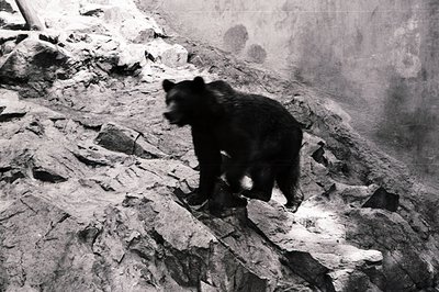 A black bear stands on a rocky, snow-dusted incline, appearing within a diorama display. The bear is mid-stride, facing left....