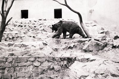 A brown bear navigates a rocky, terraced hillside within a zoo enclosure. Textured stone walls and a stark, white building wi...