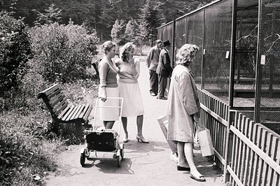 Three women and a man observe animals behind a fenced enclosure, likely a zoo or wildlife park. The women wear 1960s-era dres...