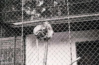 A primate, likely a monkey, clings to a vertical metal pole within a fenced enclosure. The animal is partially obscured by ch...