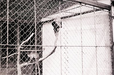 Monochrome photograph captures a primate, likely a monkey, clinging to a branch within an enclosure. Visible wire mesh and co...
