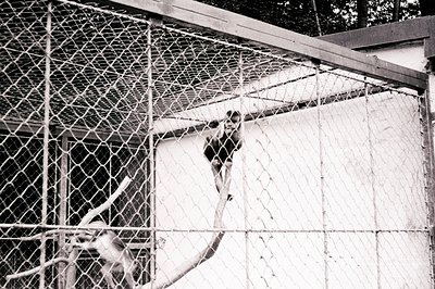 Black and white photo shows a monkey gripping a branch within a wire enclosure. The monkey is positioned high, seemingly clim...