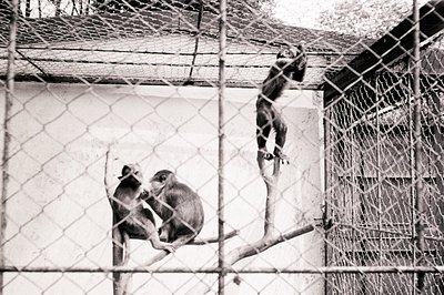 Two primates, likely macaques, are visible within a fenced enclosure. One sits on a branch, grooming the other. A stark, whit...