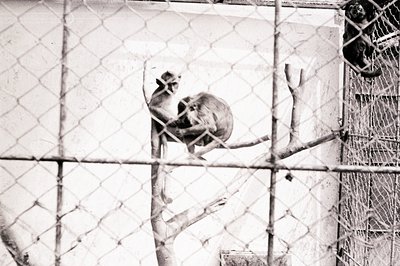 Two monkeys cling to branches within an enclosure. The image exhibits a grainy texture, indicative of older film stock. The s...