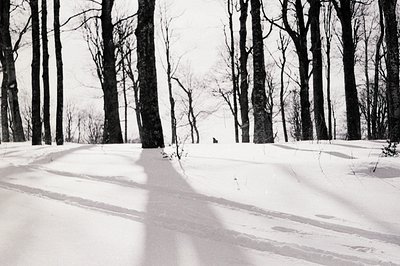 B&W landscape photo captures a snow-covered forest scene. Tall, bare trees dominate, their shadows starkly etched across the ...