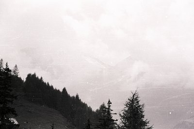 A monochrome landscape captures a dense forest ascending a hillside, partially obscured by low-lying fog or clouds. The terra...