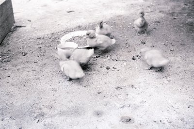 Five ducklings gather around a small metal water trough in a dusty yard. The grayscale image suggests a vintage aesthetic, po...