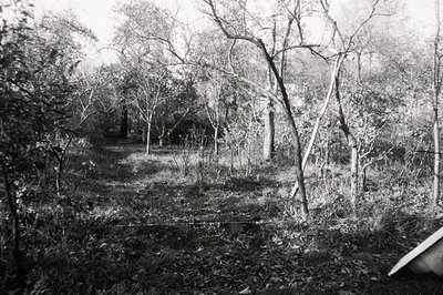 Monochrome landscape featuring a winding path through dense foliage, likely a neglected orchard or overgrown garden. Bare tre...