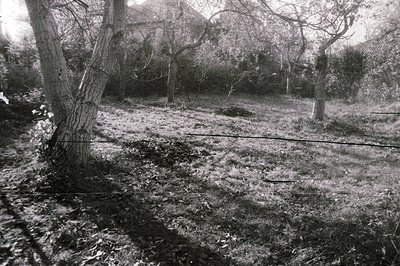 Overgrown orchard scene with mature trees, dense undergrowth, and uneven ground. Likely a neglected or historical garden sett...