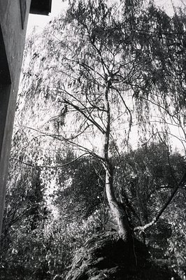 Striking black and white image of a weeping willow, its branches cascading downward. A building corner is visible on the left...