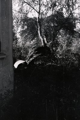 A gnarled tree with dense foliage dominates this black and white photograph. The tree grows close to a weathered concrete wal...