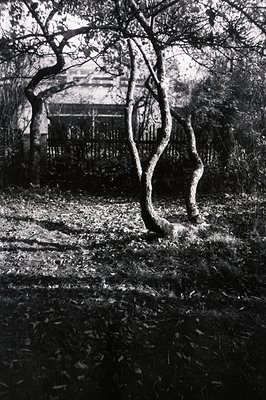 Dramatic, twisted tree forms dominate this evocative black and white landscape. A weathered wooden fence and building are vis...