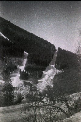 Striking black and white image of a snow-covered alpine slope, densely forested with evergreen trees. Visible ski tracks indi...