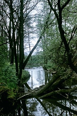 A tranquil stream flows through a densely wooded area, trees framing the water’s edge. Fallen logs partially obstruct the wat...