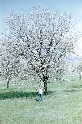 A young boy in blue jeans & a red shirt stands beneath a blossoming fruit tree, likely a cherry or apple. The tree is laden w...