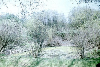 Verdant wetland scene with dense, leafy bushes obscuring a calm, algae-covered pond. Lush grasses frame the view, typical of ...