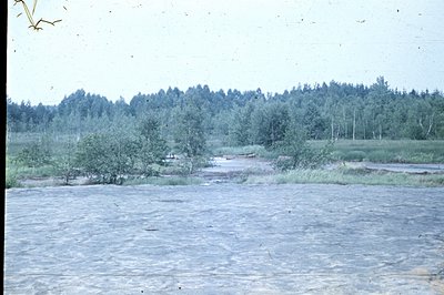 Vast, flat expanse of wetland reflecting a dense coniferous forest backdrop. Low-lying vegetation fringes the water's edge. L...