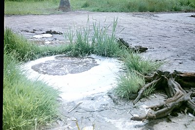 A circular pool of standing water sits amidst a flat, gray, muddy landscape. Tall, green reeds and exposed tree roots frame t...