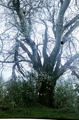 Lush, overgrown vegetation surrounds the trunk of a large, ancient tree with many branches extending upwards. The tree is par...