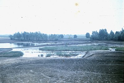A marshy landscape with sparse vegetation and a shallow, muddy body of water. A dense line of trees borders the distant horiz...