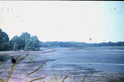 A wide, exposed lakebed stretches toward a dense treeline under a hazy sky. Sparse vegetation and tall reeds emerge from the ...