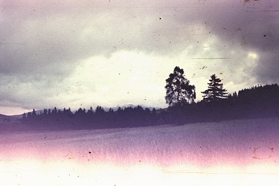 A serene, muted landscape featuring a line of dark evergreen trees against a cloudy, gray sky. A foreground expanse of water ...