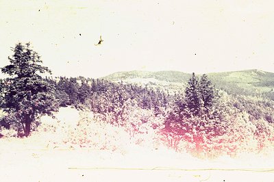 Striking hillside landscape featuring dense coniferous forest and foliage, likely captured on color slide film. The faded pin...