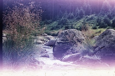 Lush alpine scene captures a clear stream cascading over rocks, framed by tall grasses and a backdrop of dense coniferous for...