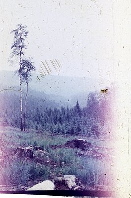A hillside landscape features a tall, slender evergreen tree in the foreground, overlooking dense pine forest. Decayed logs a...